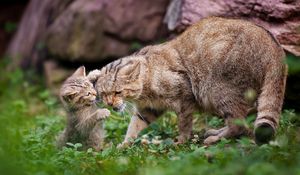 Preview wallpaper cat, grass, kitten, caring, playful, walk