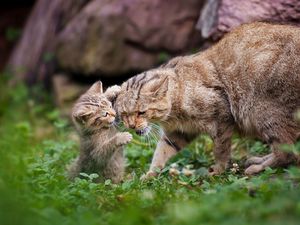 Preview wallpaper cat, grass, kitten, caring, playful, walk