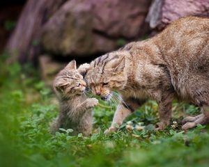 Preview wallpaper cat, grass, kitten, caring, playful, walk