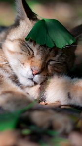 Preview wallpaper cat, grass, leaf, sleeping, sleep, shadow