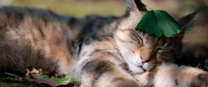 Preview wallpaper cat, grass, leaf, sleeping, sleep, shadow