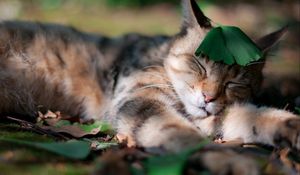 Preview wallpaper cat, grass, leaf, sleeping, sleep, shadow