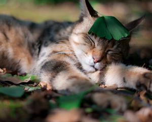 Preview wallpaper cat, grass, leaf, sleeping, sleep, shadow