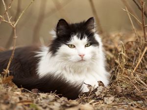 Preview wallpaper cat, grass, leaves, lie, fluffy