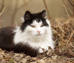 Preview wallpaper cat, grass, leaves, lie, fluffy