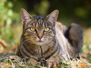 Preview wallpaper cat, grass, leaves, autumn, striped, lie