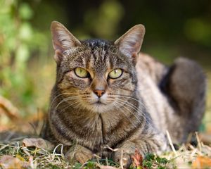 Preview wallpaper cat, grass, leaves, autumn, striped, lie