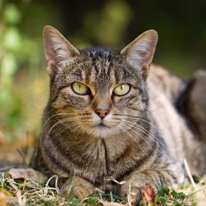 Preview wallpaper cat, grass, leaves, autumn, striped, lie