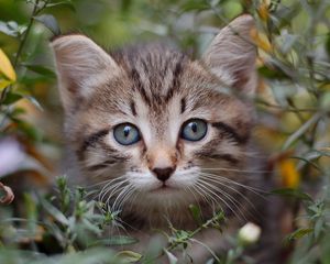 Preview wallpaper cat, grass, leaves, look out, kitten