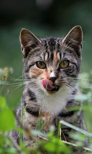 Preview wallpaper cat, grass, lick