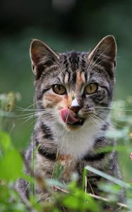 Preview wallpaper cat, grass, lick