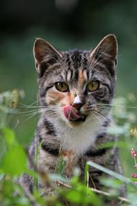 Preview wallpaper cat, grass, lick