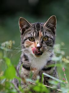 Preview wallpaper cat, grass, lick