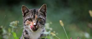 Preview wallpaper cat, grass, lick