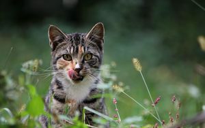 Preview wallpaper cat, grass, lick