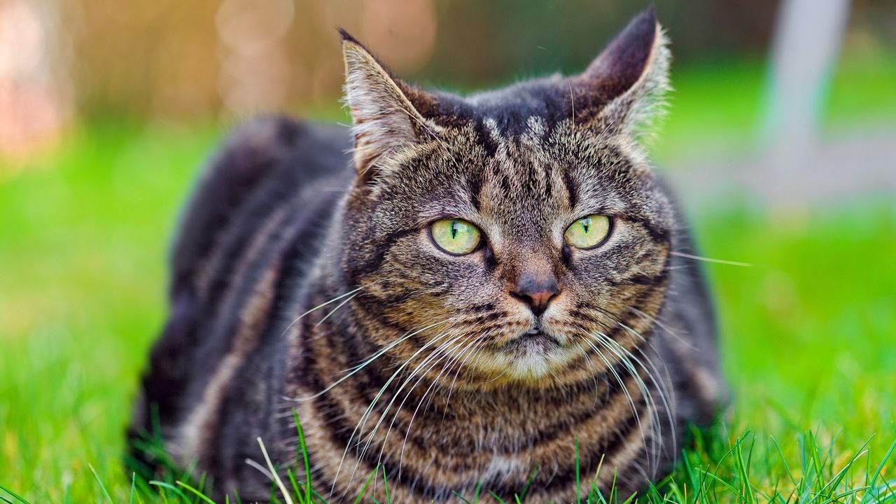 Wallpaper cat, grass, lie, striped