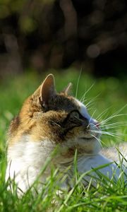 Preview wallpaper cat, grass, lie, face, spotted