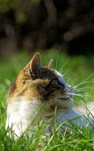 Preview wallpaper cat, grass, lie, face, spotted