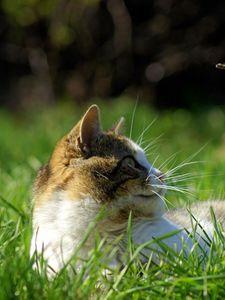 Preview wallpaper cat, grass, lie, face, spotted