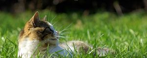 Preview wallpaper cat, grass, lie, face, spotted