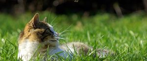 Preview wallpaper cat, grass, lie, face, spotted