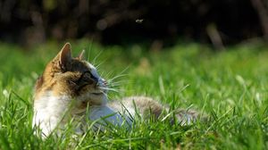 Preview wallpaper cat, grass, lie, face, spotted