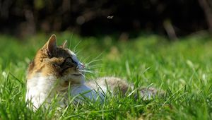 Preview wallpaper cat, grass, lie, face, spotted