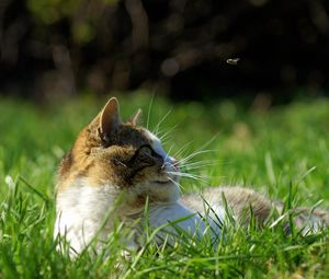 Preview wallpaper cat, grass, lie, face, spotted