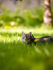 Preview wallpaper cat, grass, lie, summer