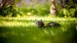 Preview wallpaper cat, grass, lie, summer