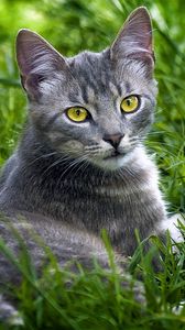 Preview wallpaper cat, grass, lie, look