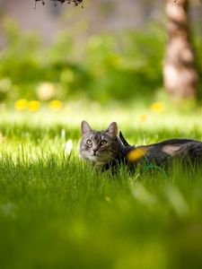 Preview wallpaper cat, grass, lie down, waiting