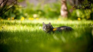 Preview wallpaper cat, grass, lie down, waiting