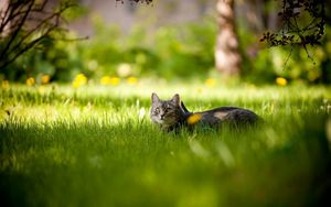 Preview wallpaper cat, grass, lie down, waiting