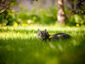 Preview wallpaper cat, grass, lie down, waiting