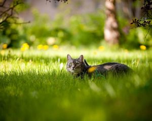 Preview wallpaper cat, grass, lie down, waiting