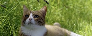 Preview wallpaper cat, grass, lie down, cute, rest