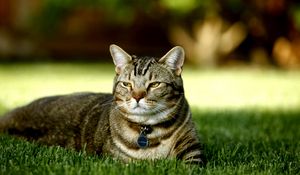 Preview wallpaper cat, grass, lie down, striped
