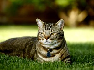 Preview wallpaper cat, grass, lie down, striped