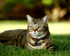 Preview wallpaper cat, grass, lie down, striped