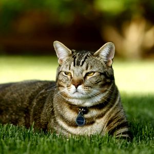 Preview wallpaper cat, grass, lie down, striped