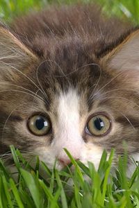 Preview wallpaper cat, grass, lurk, muzzle, bushy
