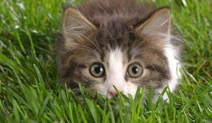 Preview wallpaper cat, grass, lurk, muzzle, bushy