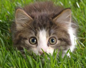 Preview wallpaper cat, grass, lurk, muzzle, bushy