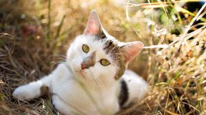 Preview wallpaper cat, grass, lying, spotted