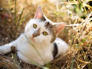 Preview wallpaper cat, grass, lying, spotted