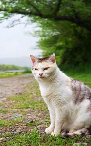 Preview wallpaper cat, grass, meadow, sitting, spotted