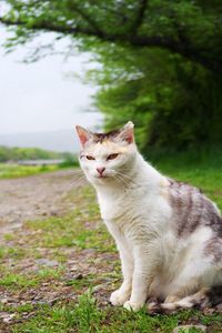 Preview wallpaper cat, grass, meadow, sitting, spotted