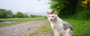 Preview wallpaper cat, grass, meadow, sitting, spotted