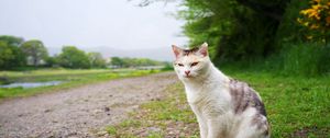 Preview wallpaper cat, grass, meadow, sitting, spotted